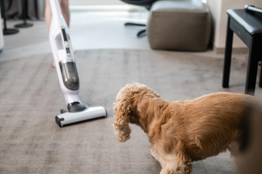 Como manter a casa limpa com pets: desafios e soluções